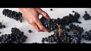 What is Carbonic Maceration in winemaking [upl. by Bowlds15]