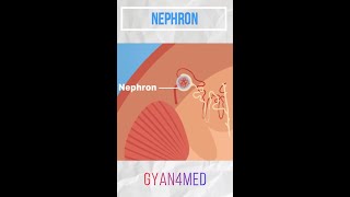 The Structure amp function of nephron [upl. by Alakim]