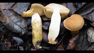 Aureoboletus moravicus  Xerocomus moravicus  Tawny bolete  Xerocomus leonis [upl. by Esbensen793]