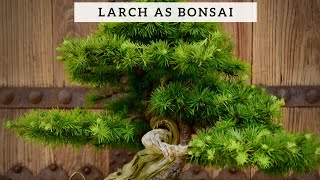 Larch as Bonsai [upl. by Enaitsirk793]