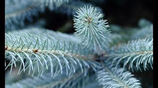 Abeto azul o picea pungens hoopsii  Decogarden  Jardinatis [upl. by Icat]