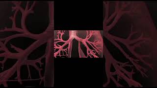 pulmonary circulation  lesser circulation  types of blood circulation [upl. by Winikka830]