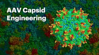 AAV Capsid Engineering [upl. by Ylac]