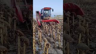 Unique Machine To Separate Sunflower Seeds [upl. by Sibyls786]