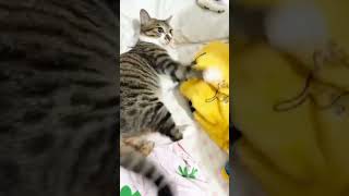 Cat engine 48 shorts cute beautiful cat love [upl. by Rickie]