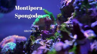 Montipora Spongodes Coral Growth [upl. by Yadnil451]