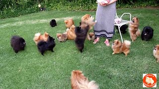 Treats for Pomeranian Toy Pom puppies and dogs  AnjulaPomeranians Culture Pom [upl. by Atterbury372]