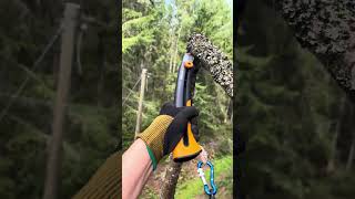 Birch tree pruning [upl. by Aim]