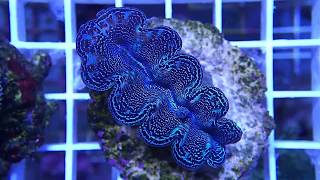 Tridacna Crocea Blue [upl. by Harragan]