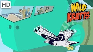 Wild Kratts  Disturbance In The Creature World  Kids Videos [upl. by Airym]