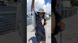 Great Barracuda Caught with Cut Bait at Boynton Beach Inlet Florida [upl. by Evelinn311]