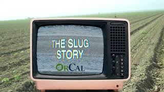 The Slug Story [upl. by Rodmann804]