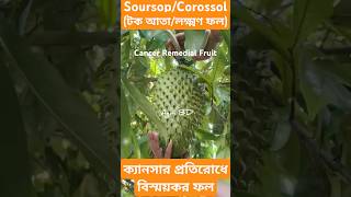 Soursop soursop graviola corossol tokata fruit sour cancer cancerrecovery agriculture agri [upl. by Kcirded]