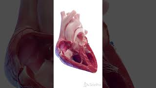 💓 Inside the Human Heart A CrossSection View 💓 [upl. by Gower]