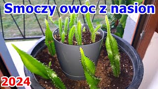 Smoczy owoc z nasion po 8 miesiącach od wysiania  Pitaja kaktus  Dragon Fruit [upl. by Sellers]