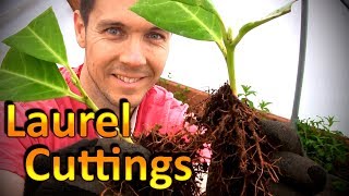 Propagate Plants Like a Pro Part 4  Potting up Rooted Cuttings of English Laurel [upl. by Merralee796]