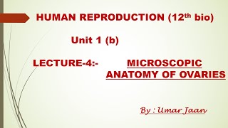 Lecture 4 Microscopic Anatomy Of Ovaries [upl. by Clara789]