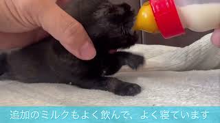 20240812生まれ ミニチュア・シュナウザー パピー動画 [upl. by Mines]