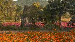 LAS FLORES DEL CAMPOSANTO  ÓSCAR CHÁVEZ [upl. by Haslett]