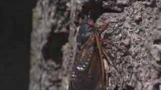 Cicadas in Wisconsin Brood XIII 2007 [upl. by Janicki990]