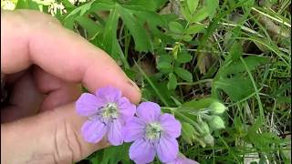 MyNature Apps Identifying Wild Geranium Geranium maculatum [upl. by Fischer873]