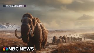 A modernday woolly mammoth may be just a few years away biotech company says [upl. by Waterer762]