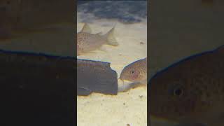 6 Corydoras Species in 60 Seconds [upl. by Grodin336]