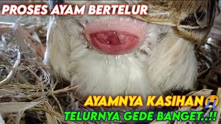 Ayam Sedang Bertelur  Detik  Detik Ayam Bertelur [upl. by Bannon468]