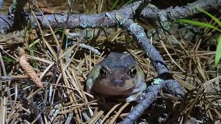 Eastern Spadefoot Toad  Scaphiopus holbrookii [upl. by Juanita224]