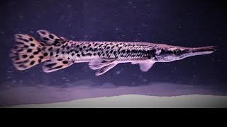 WATCH this BEFORE you BUY A ALLIGATOR GAR  17 in 6 MONTHS [upl. by Noissap]