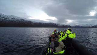 Whale Watching in Tromsø Norway [upl. by Croner]