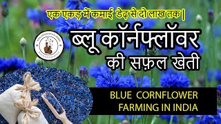 Blue Cornflower Farming in India  ब्लू कॉर्नफ्लॉवर की सफल खेती कैसे करें  Call for Seeds [upl. by Verdi]