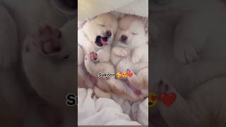 So love you 😘😘😘 music song lovesong love doglover lovesongs cute tamil musiclove [upl. by Ajup791]