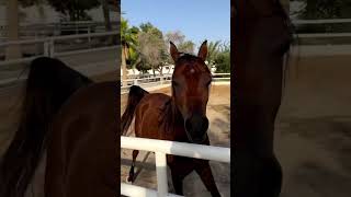 Nabawiya AlShakhoura Najdi AlShakhoura x Reem AlShakhoura shortsfeed youtubevideos horse [upl. by Krock]