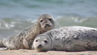 Seal SEALS Sounds and Pictures [upl. by Erialb]