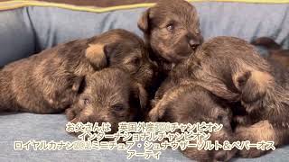 20240503日生まれ ミニチュア・シュナウザー パピー動画 [upl. by Eked]