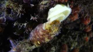 Nudibranch Archidoris pseudoargus laying eggs [upl. by Dorri947]