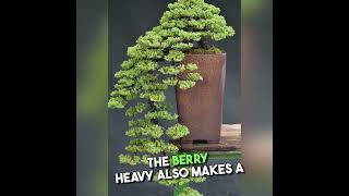 Berry Heavy® Winterberry  Ilex  Vivid  Also Bonsai  Proven Winner [upl. by Wilfreda]