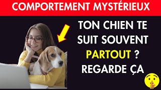 La Principale Raison Pour Laquelle Votre Chien Vous SUIT PARTOUT 👉 Va Vous Étonner [upl. by Yemrots]