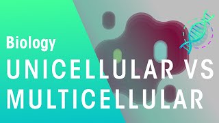 Unicellular vs Multicellular  Cells  Biology  FuseSchool [upl. by Ekal856]