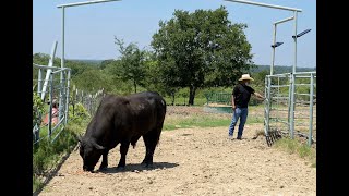 Feeding Dinero Fixing a Water Float Valve While Keeping the Bull Happy [upl. by Dnarud]