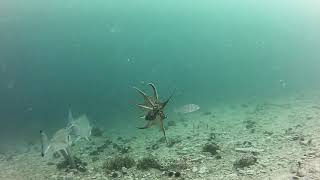 Attack of Gilthead sea bream Sparus aurata  Napad orade [upl. by Merta]