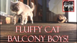 Fluffy cat balcony boys catlover moderndaybreakfastclub [upl. by Eiboj713]