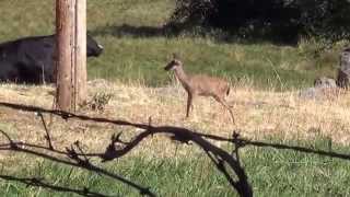 Orphan Fawn Hanging out with Cows [upl. by Aubry391]