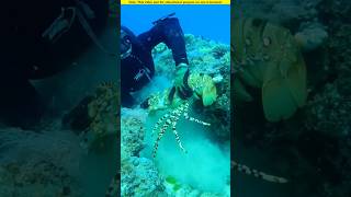 Lobster hunting from the deep sea।🧐 shortvideo amazingfacts [upl. by Reeher]