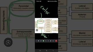 Descending pyramidal tracts Part 1 [upl. by Aehsrop]