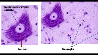 Difference between euchromatin and heterochromatin [upl. by Shaughnessy591]