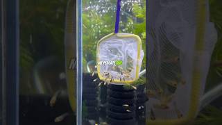 Pez Molly Balón ¡Parió en la bolsa😳🐡 bettafishtanks peces aquariumtanks pez bettafish snail [upl. by Chuipek]