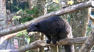 Binturong  Arctictis binturong [upl. by Bridgette]