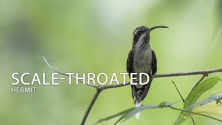 Scalethroated Hermit hummingbird colibrí beijaflor picaflor Brazil [upl. by Llehctim980]